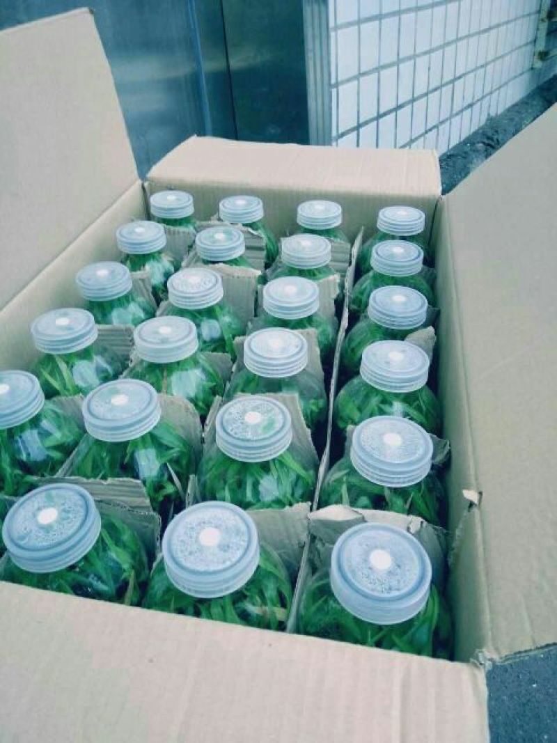 三叉白芨种苗10cm以下
