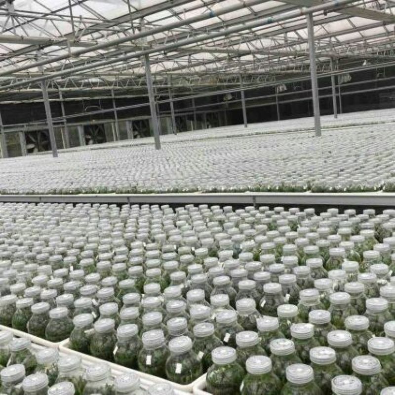 三叉白芨种苗10cm以下