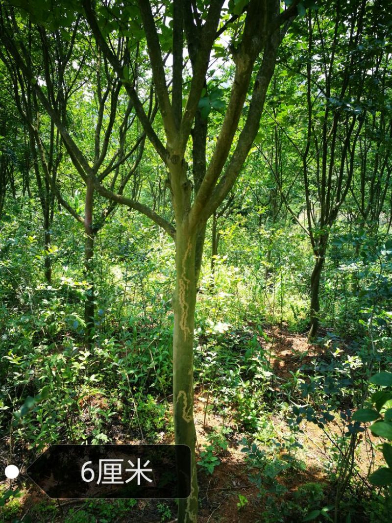 紫薇8~10cm3~3.5米2~3米