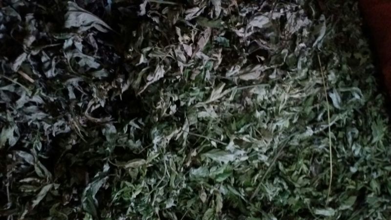 艾叶全叶统