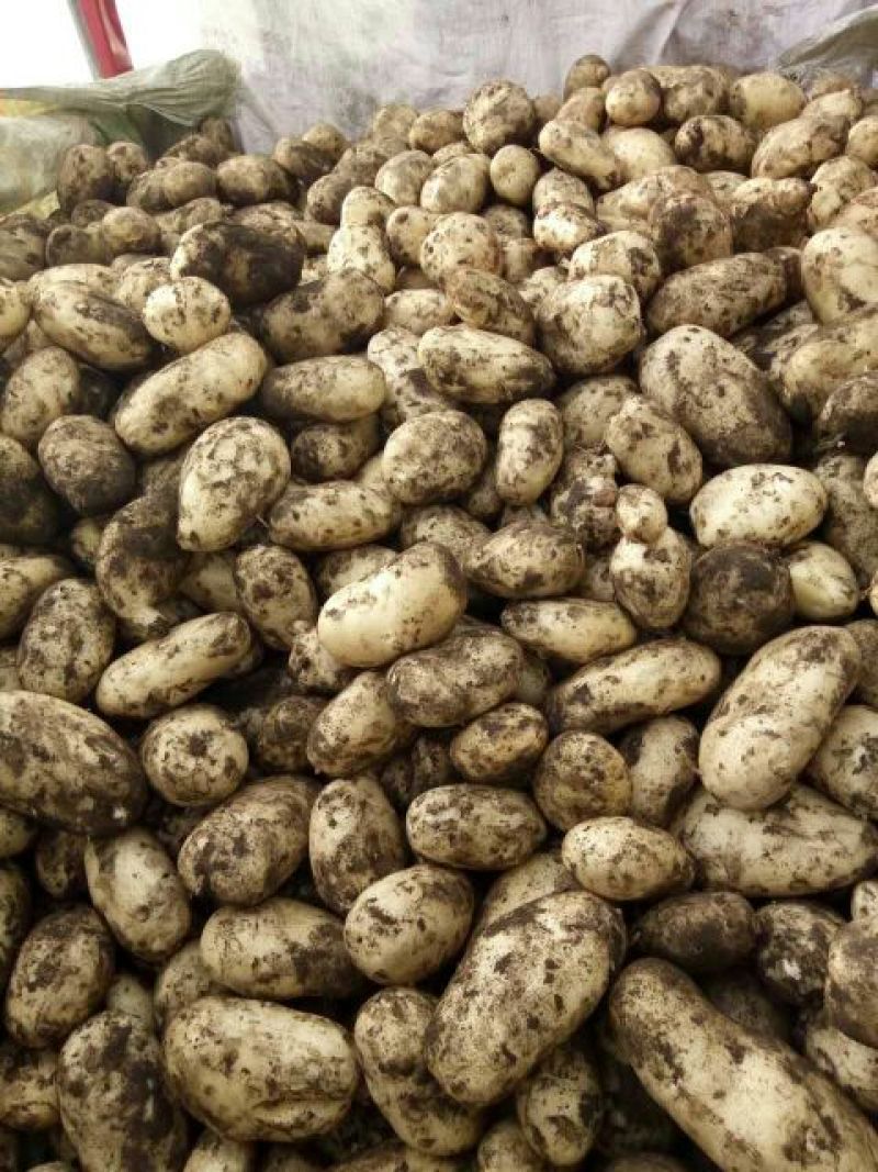 荷兰十五，希森6号，v7,沃土，3两以通天，无虫眼，