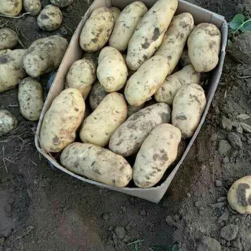 荷兰十五，希森6号，v7,沃土，3两以通天，无虫眼，