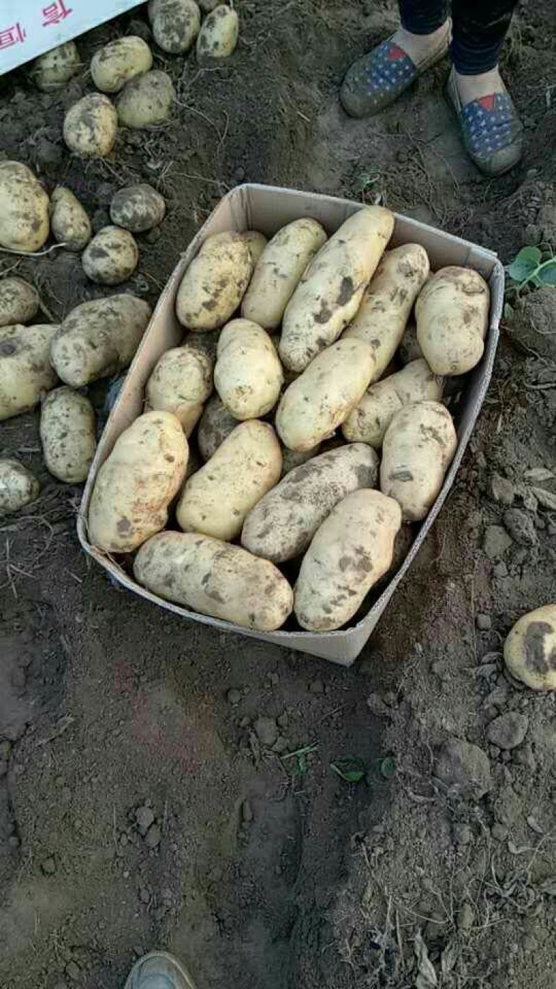 荷兰十五，希森6号，v7,沃土，3两以通天，无虫眼，