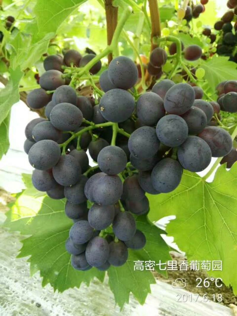 玫瑰香1~2斤5%以下
