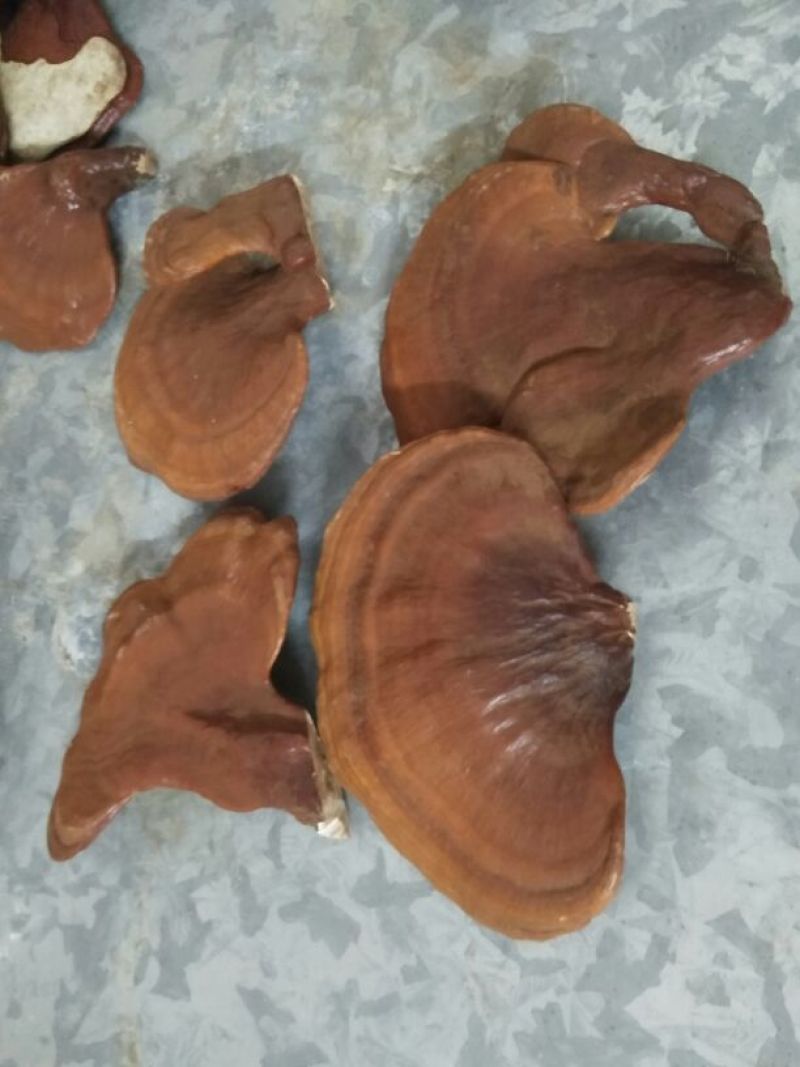 药用灵芝家种红统个