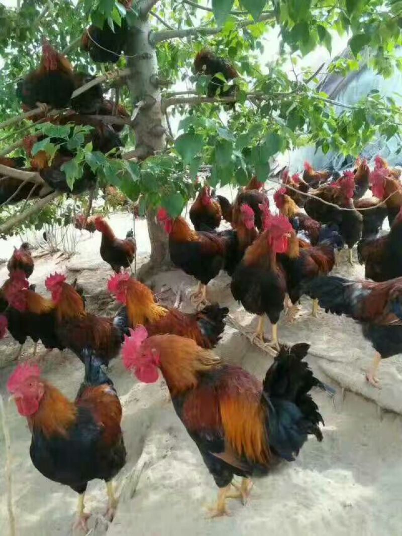 包邮清远麻鸡苗35~45克出壳苗雄