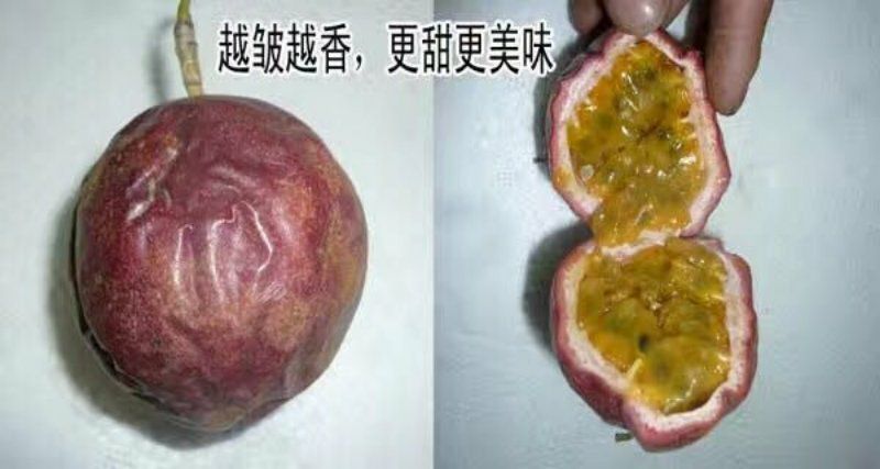紫香一号70~80g紫果