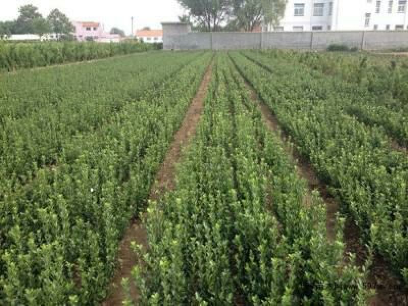 冬青树苗大叶黄杨树苗冬青苗庭院围墙篱笆树苗四季青小区