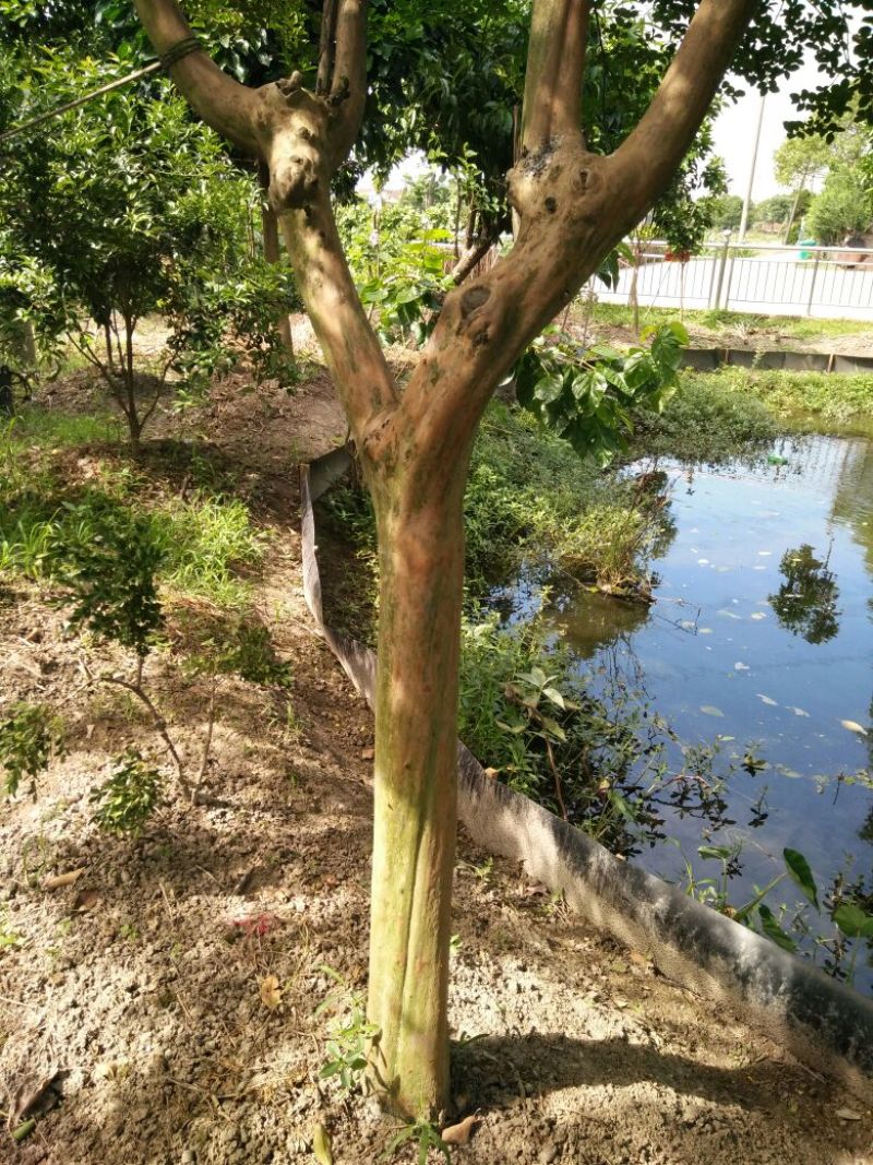 紫薇树10~12cm4米以上3米以上