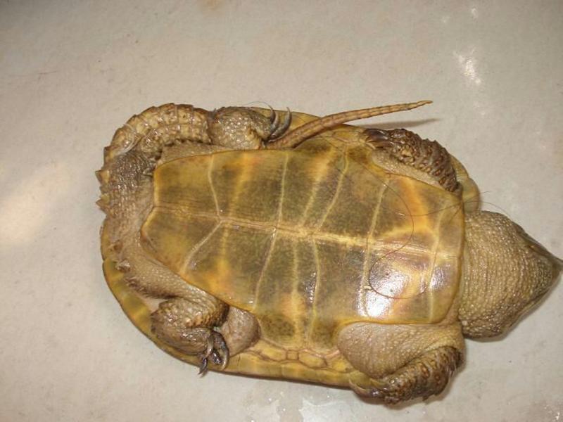 乌龟0.5~1斤大量龟苗出售。