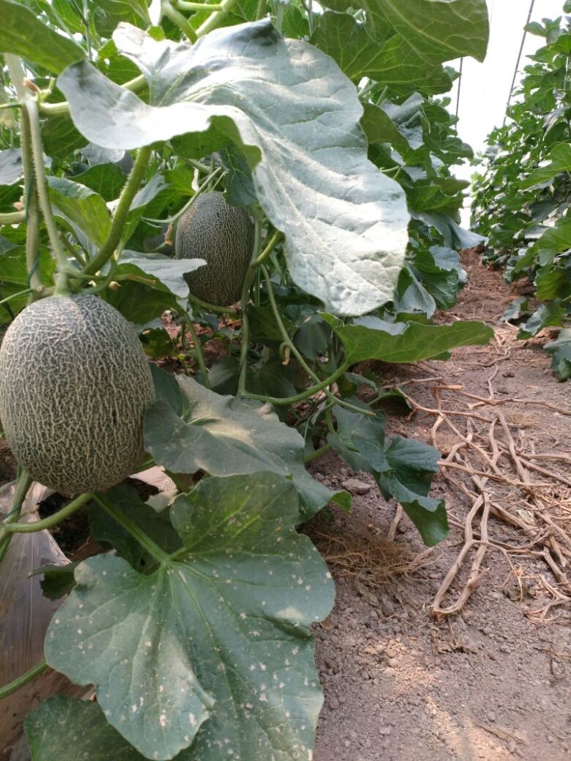 西州蜜瓜3斤以上长圆形