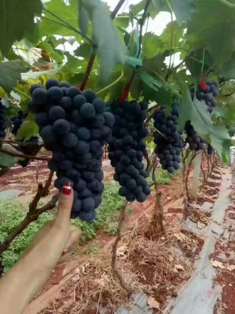 维多利亚葡萄苗30~50cm1年