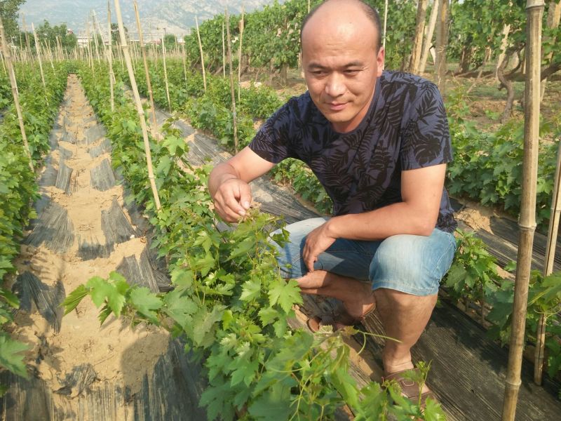 维多利亚葡萄苗30~50cm1年