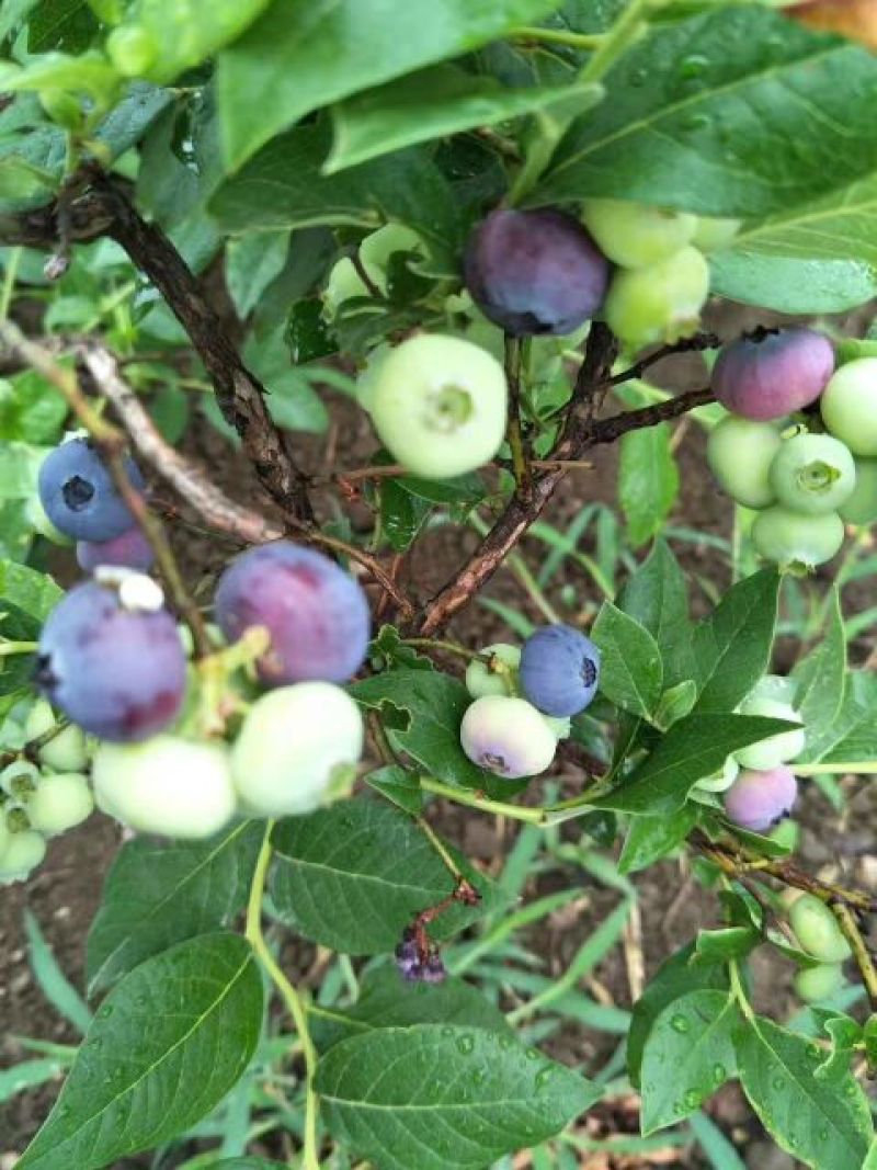 蓝丰蓝莓鲜果8~10mm以上