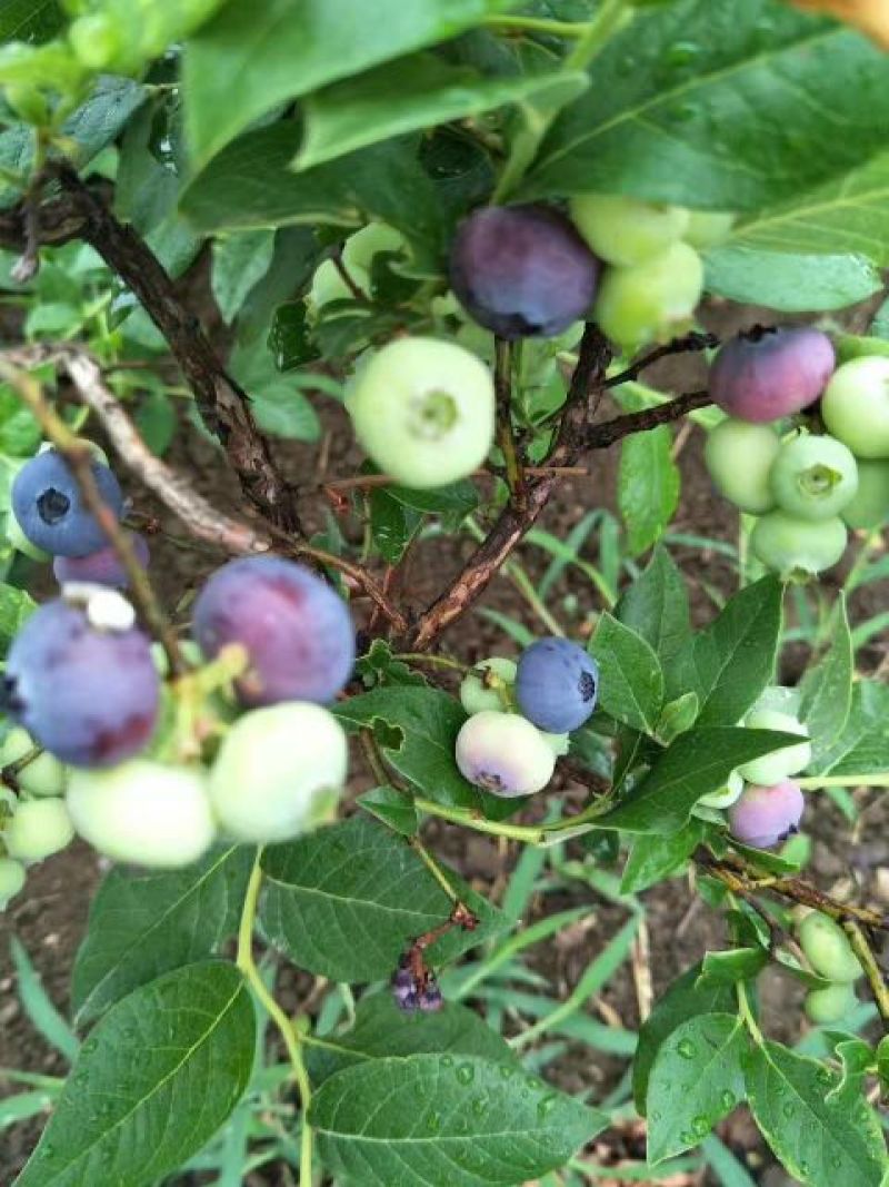 蓝丰蓝莓鲜果8~10mm以上