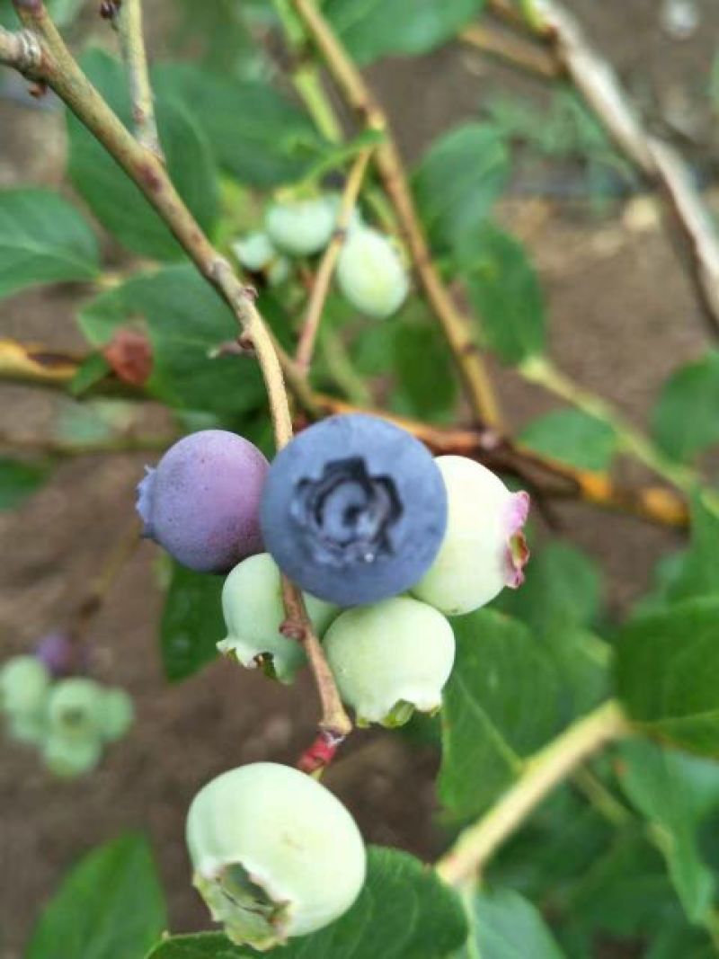 蓝丰蓝莓鲜果8~10mm以上