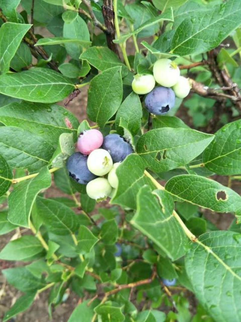 蓝丰蓝莓鲜果8~10mm以上