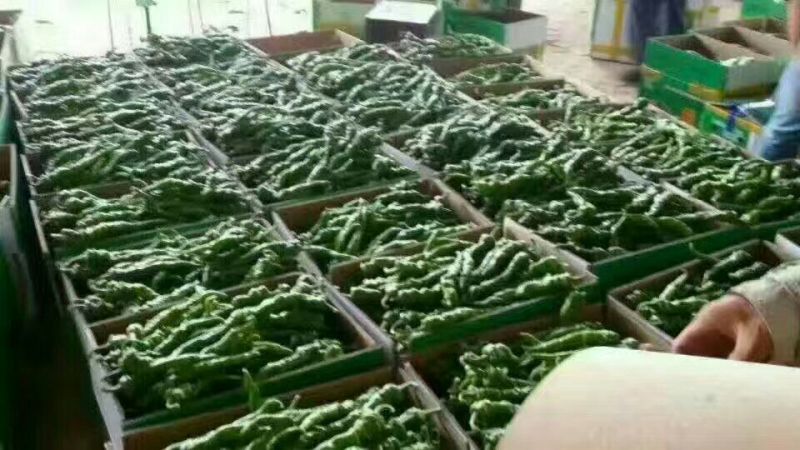 螺丝椒支持视频看货可打冷欢迎老板进店选购