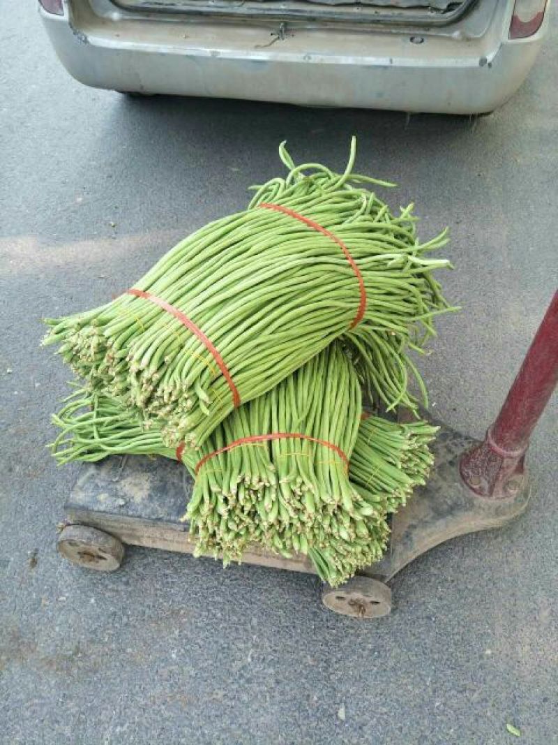 青条豆角大量上市60厘米以上颜色好欢迎咨询采购
