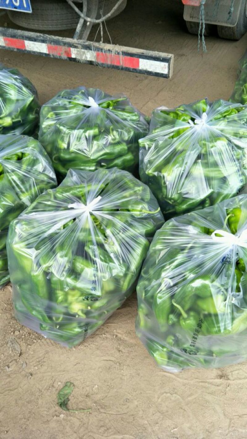 鲜辣椒15~20厘米黄中辣产地直供货源充足