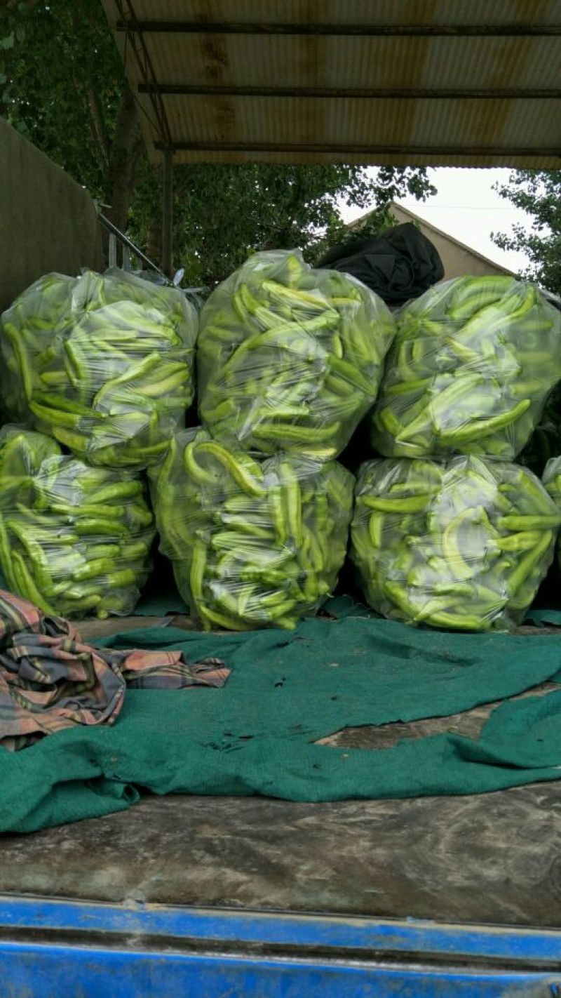 鲜辣椒15~20厘米黄中辣产地直供货源充足