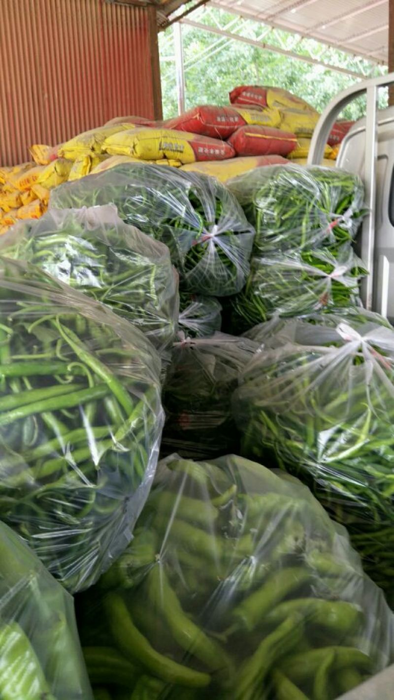 鲜辣椒15~20厘米黄中辣产地直供货源充足