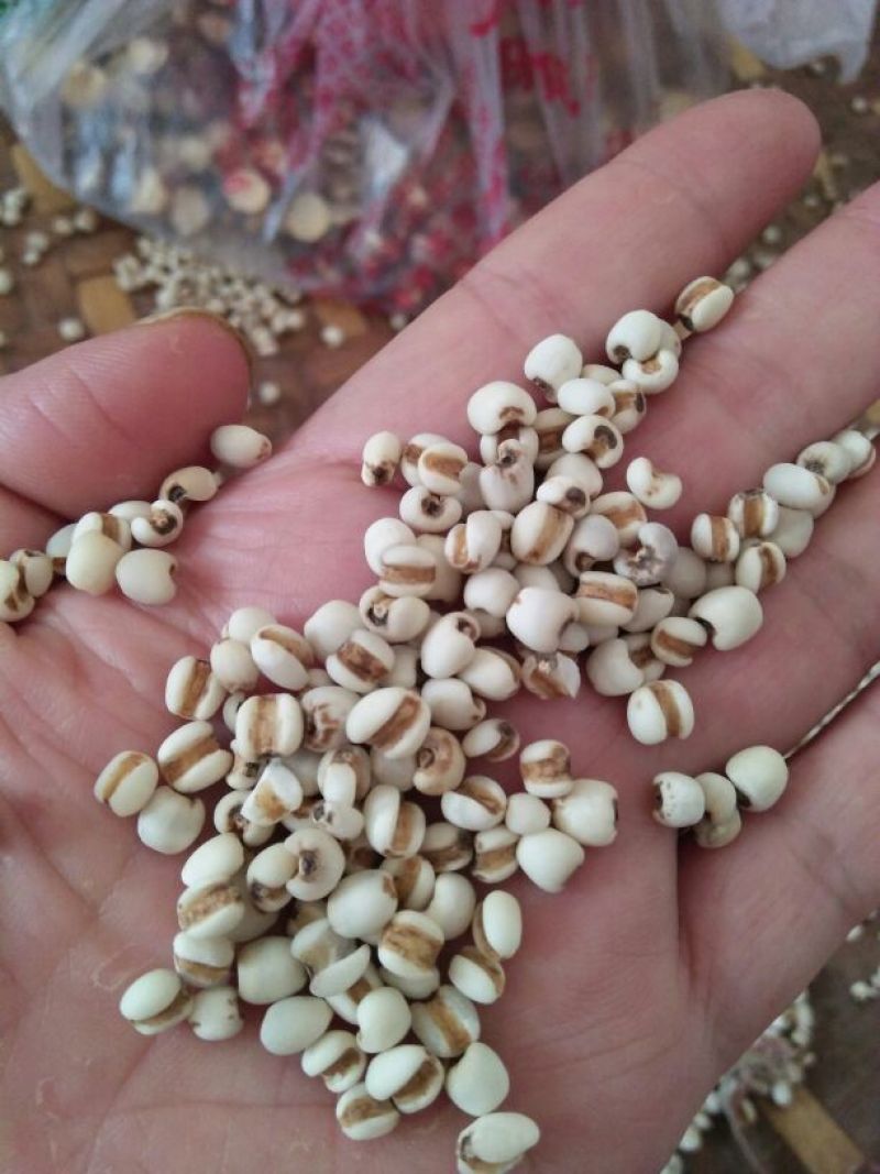白薏米大薏米，小薏米，黑米