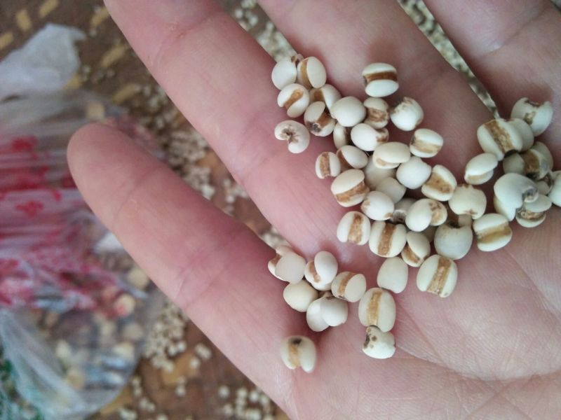 白薏米大薏米，小薏米，黑米