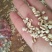 白薏米大薏米，小薏米，黑米