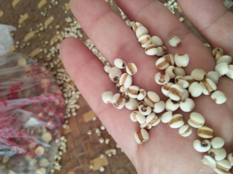 白薏米大薏米，小薏米，黑米