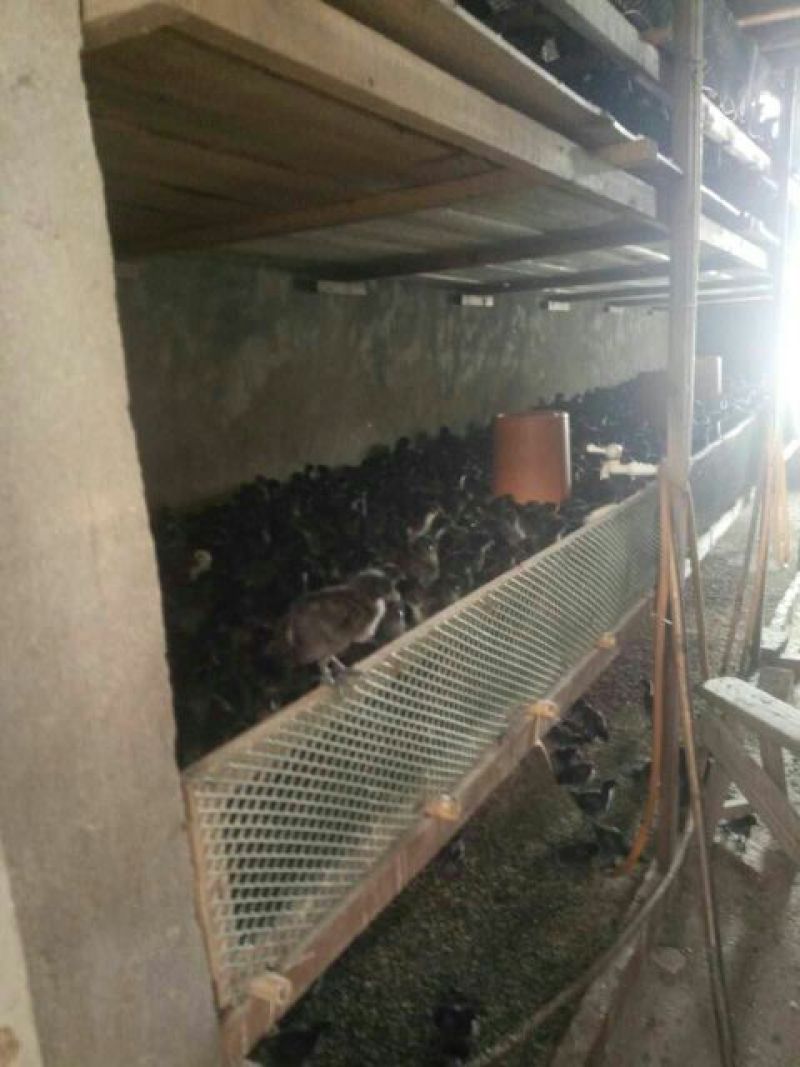 绿壳蛋鸡苗500克以下脱温苗通货