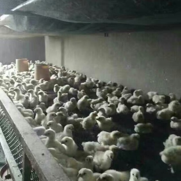 白凤乌鸡苗500克以下脱温苗通货