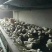 白凤乌鸡苗500克以下脱温苗通货