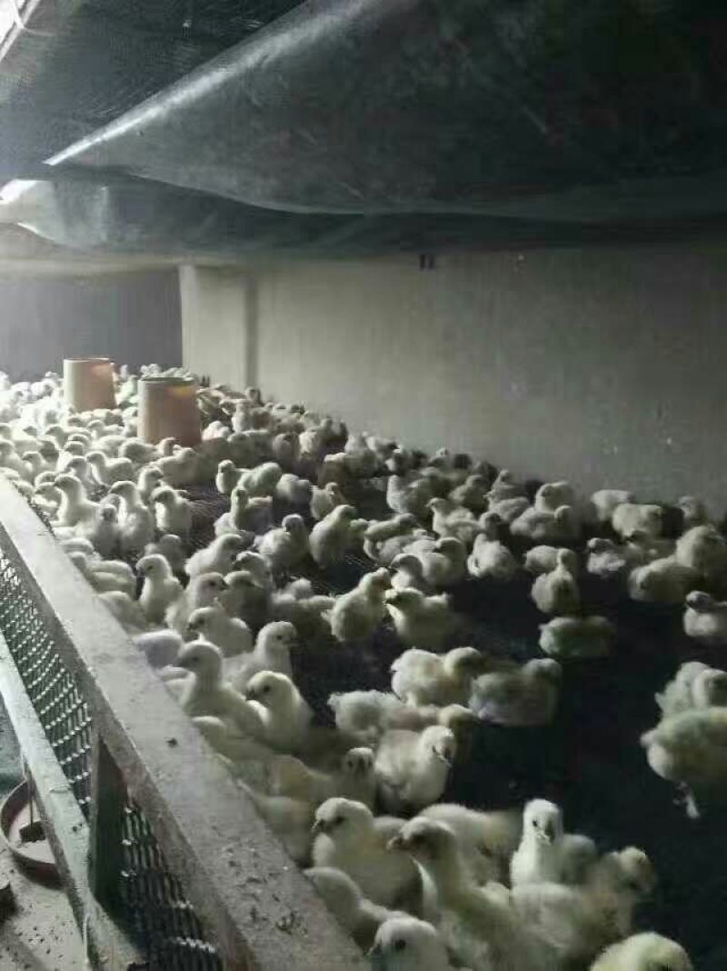 白凤乌鸡苗500克以下脱温苗通货
