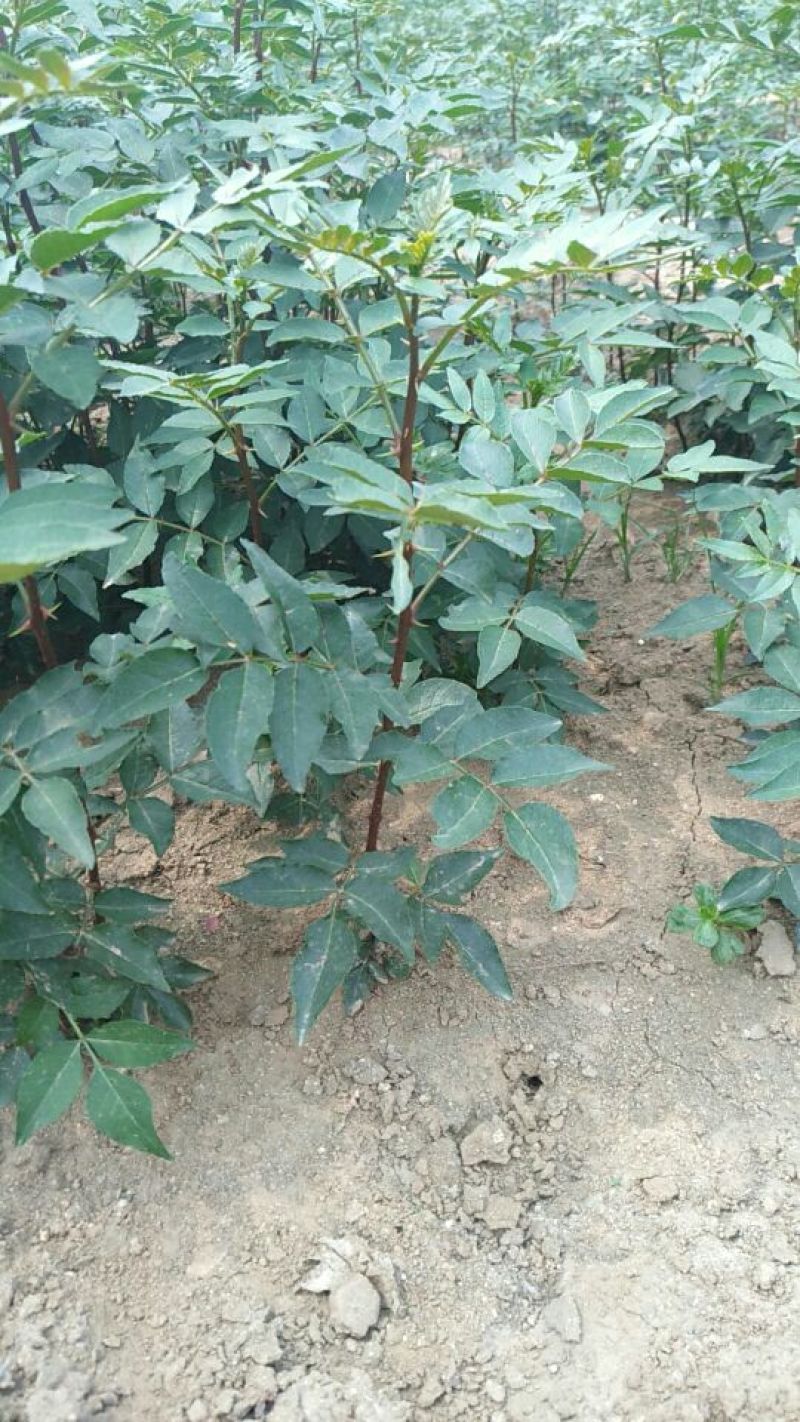 花椒苗0.5~1年粗度0.3公分至3公分都有货高度1米