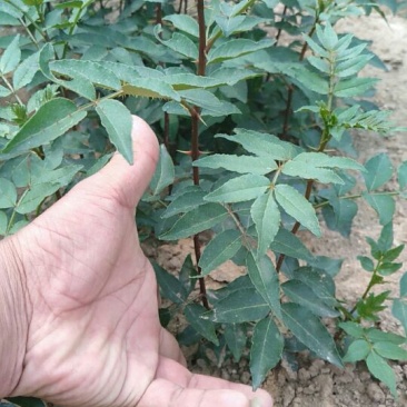 花椒苗0.5~1年粗度0.3公分至3公分都有货高度1米