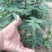 花椒苗0.5~1年粗度0.3公分至3公分都有货高度1米