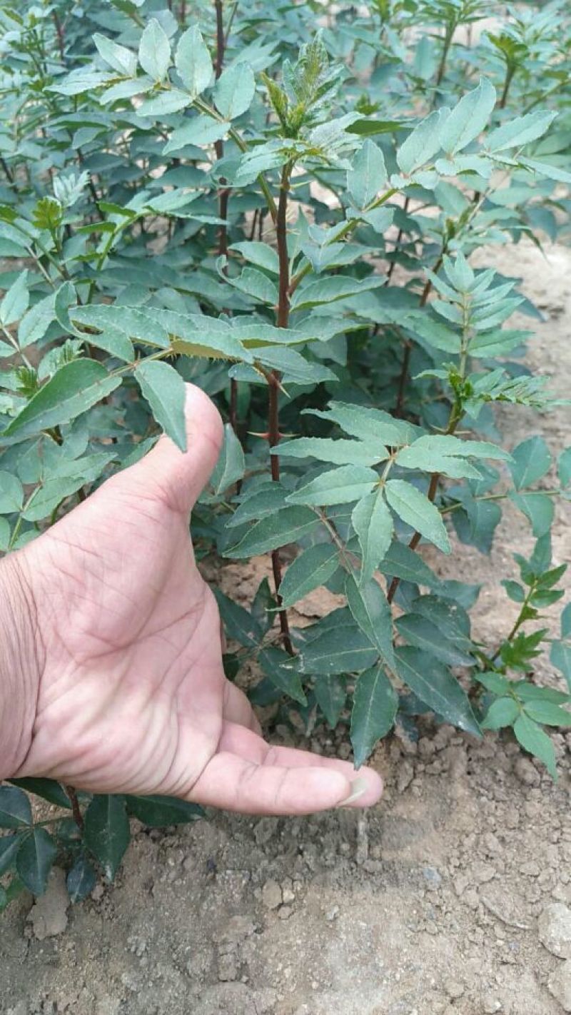 花椒苗0.5~1年粗度0.3公分至3公分都有货高度1米