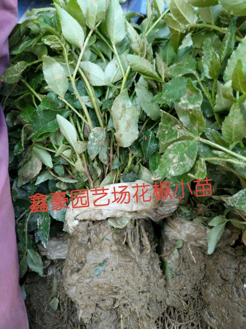 花椒苗0.5~1年粗度0.3公分至3公分都有货高度1米