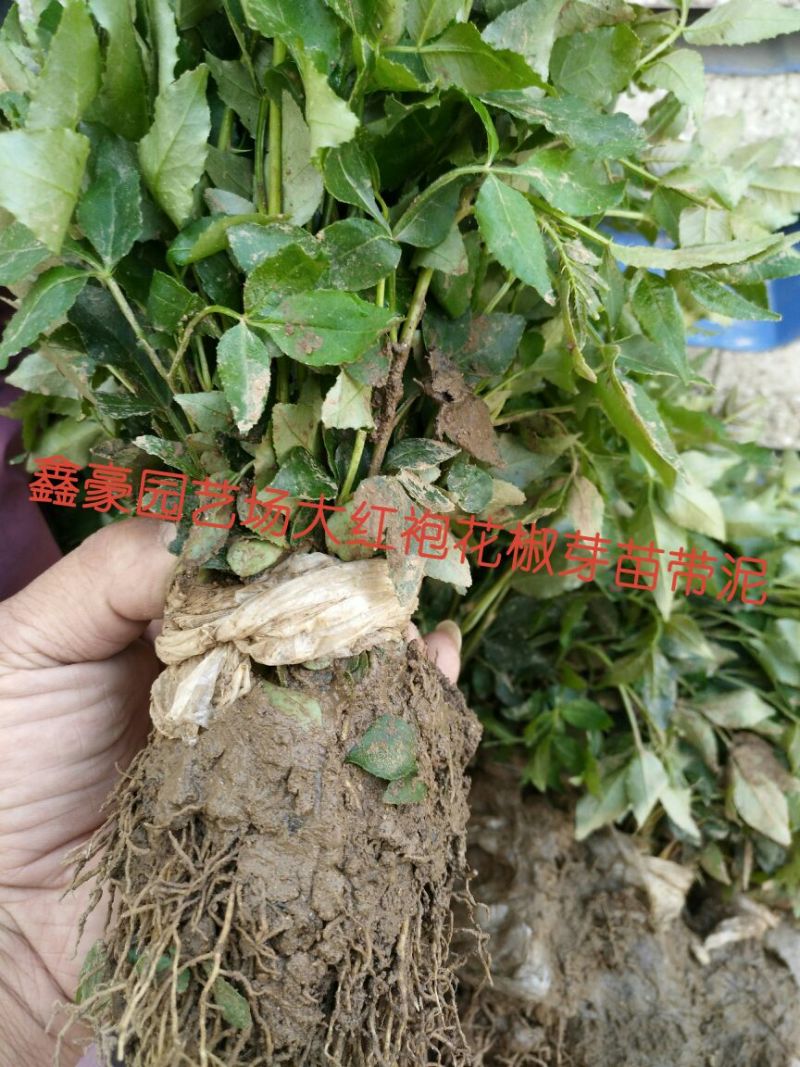 花椒苗0.5~1年粗度0.3公分至3公分都有货高度1米