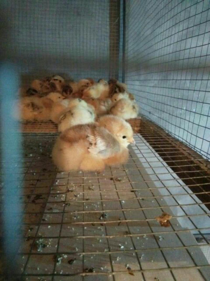 【推荐】土鸡苗青脚麻九斤黄窑鸡跑山鸡脱温苗出壳苗