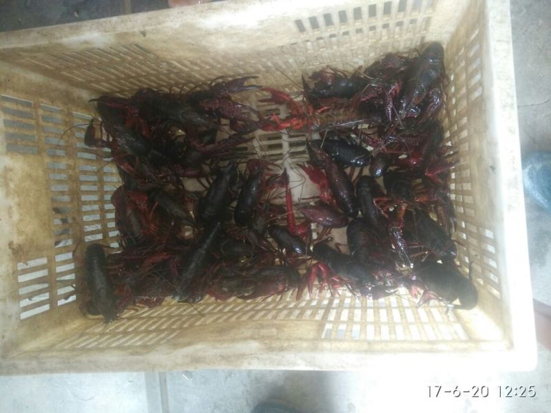 龙虾16~20只/kg