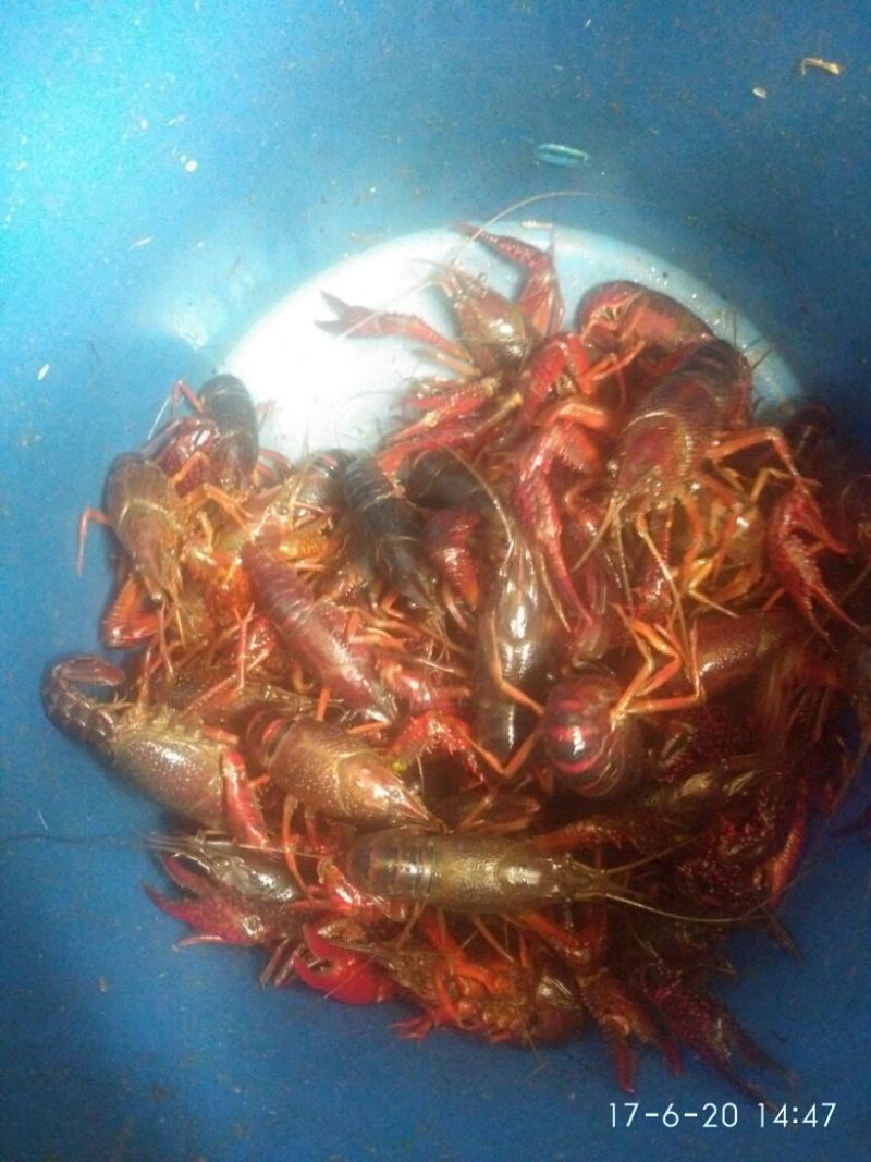 龙虾苗虾苗人工养殖