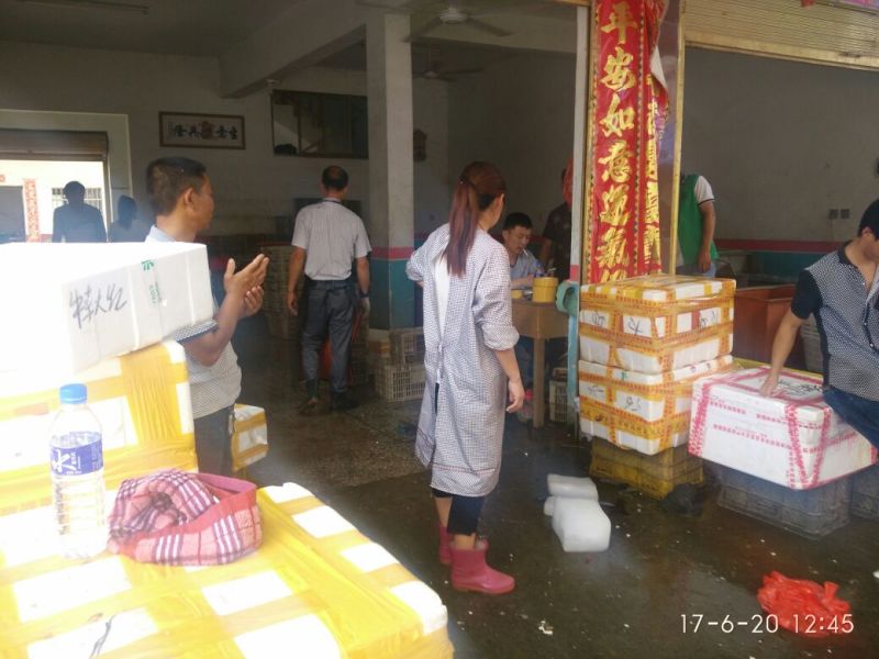 龙虾苗虾苗人工养殖