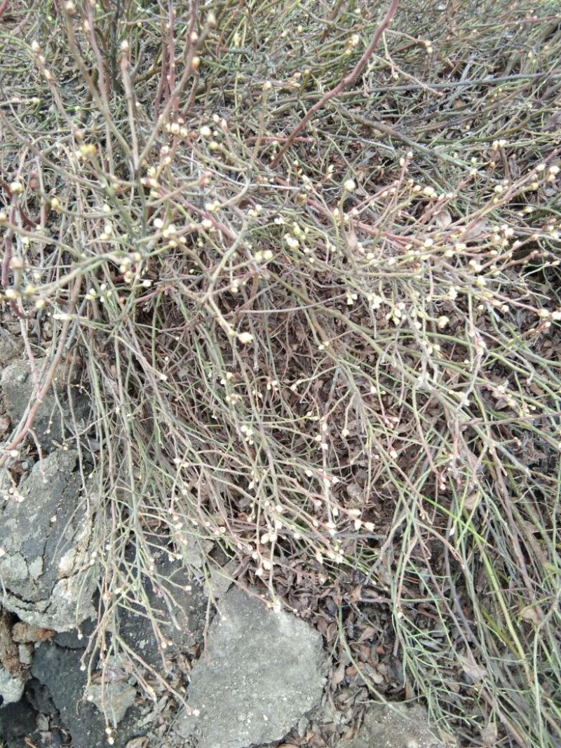 蓝莓苗20~30cm2年以上