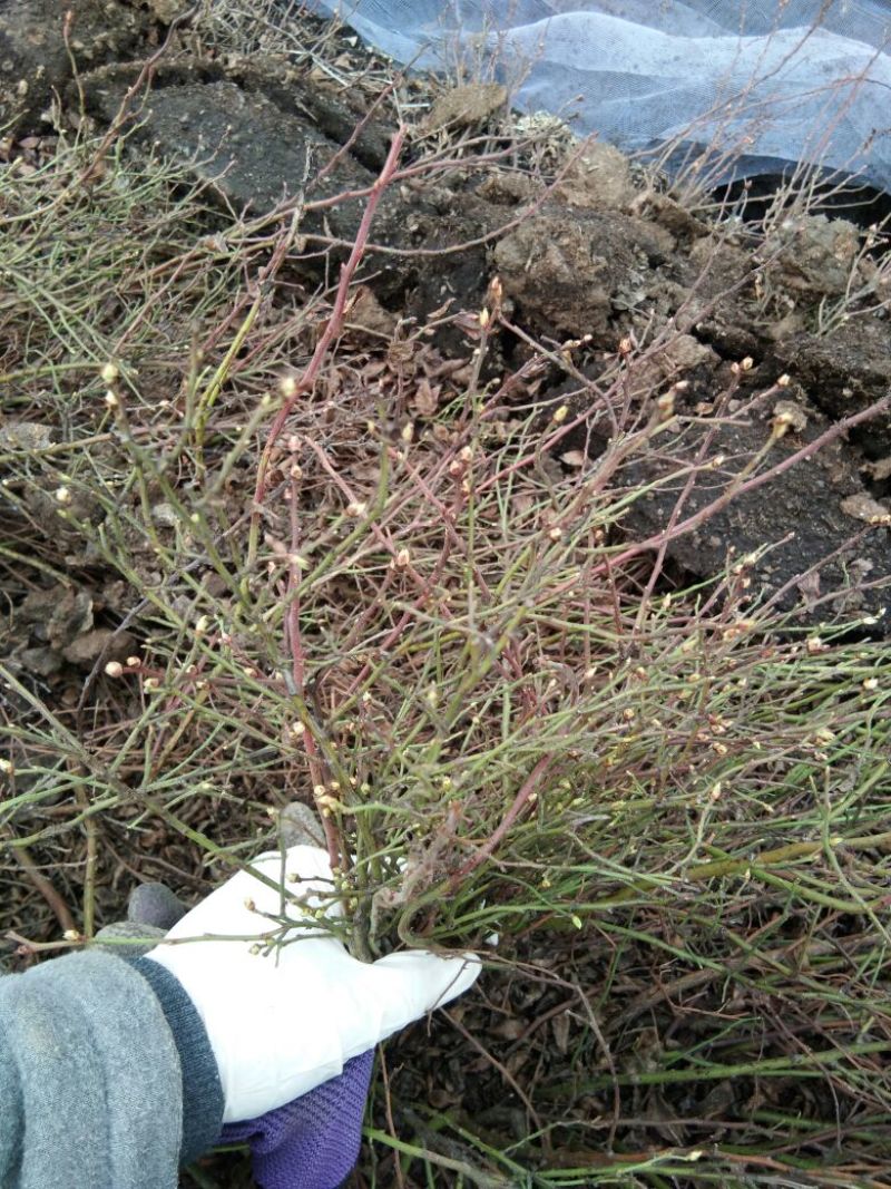 蓝莓苗20~30cm2年以上