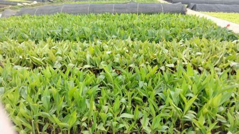 大花美人蕉种球根盆栽美人蕉花苗庭院室内当年开花植物美人蕉