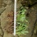 一枝黄花散装纯野生苗