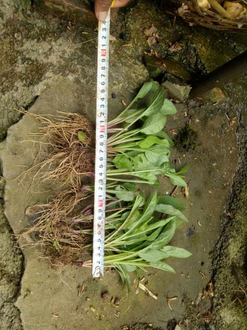 一枝黄花散装纯野生苗
