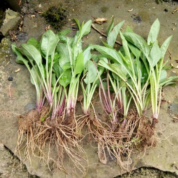 一枝黄花散装纯野生苗
